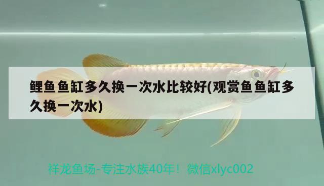 鯉魚(yú)魚(yú)缸多久換一次水比較好(觀賞魚(yú)魚(yú)缸多久換一次水)