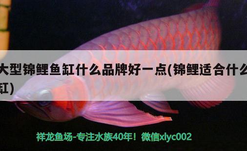 大型錦鯉魚缸什么品牌好一點(錦鯉適合什么缸) 魚缸清潔用具