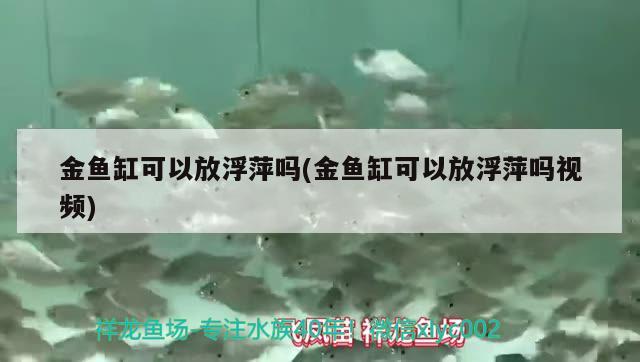 金魚缸可以放浮萍嗎(金魚缸可以放浮萍嗎視頻)