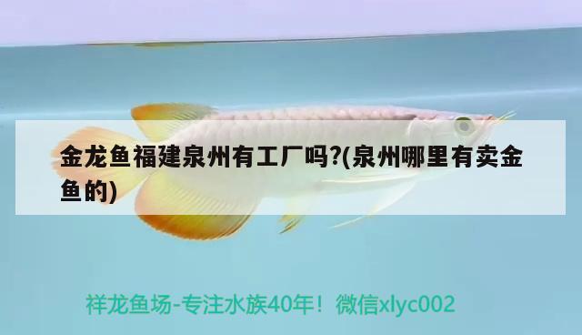 金龍魚福建泉州有工廠嗎?(泉州哪里有賣金魚的) 泰龐海鰱魚