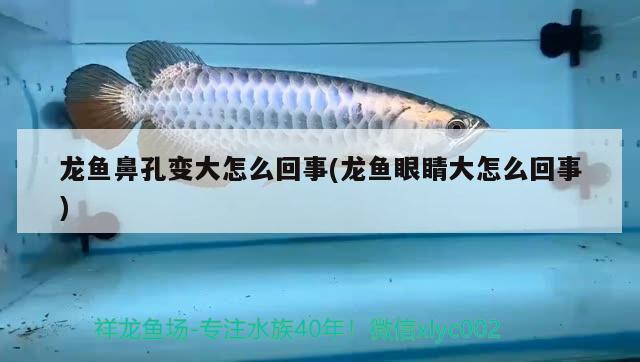 龍魚鼻孔變大怎么回事(龍魚眼睛大怎么回事) 黃鰭鯧魚