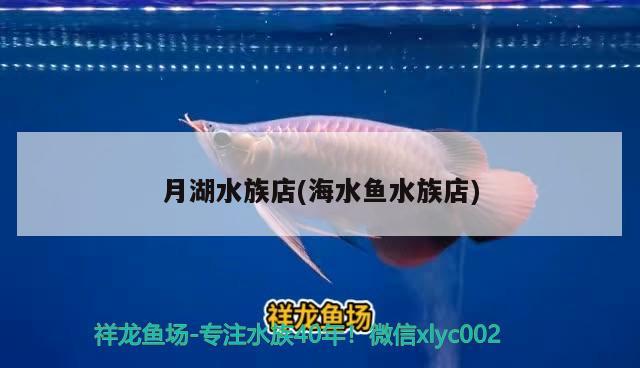 月湖水族店(海水魚水族店) 海水魚