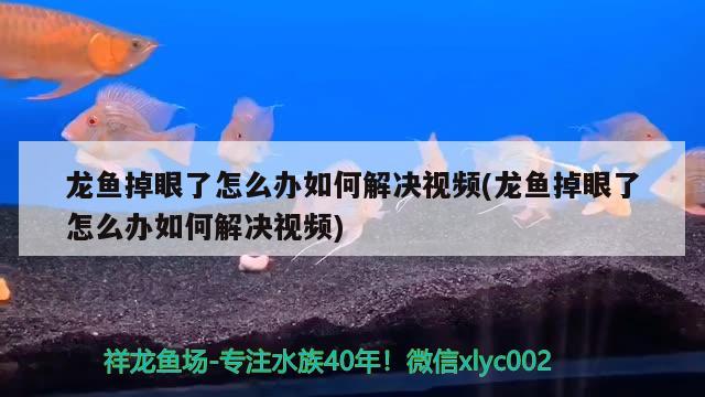 龍魚掉眼了怎么辦如何解決視頻(龍魚掉眼了怎么辦如何解決視頻)