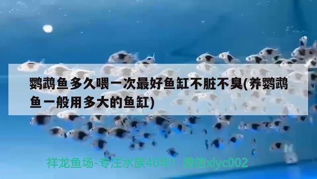 鸚鵡魚多久喂一次最好魚缸不臟不臭(養(yǎng)鸚鵡魚一般用多大的魚缸) 鸚鵡魚