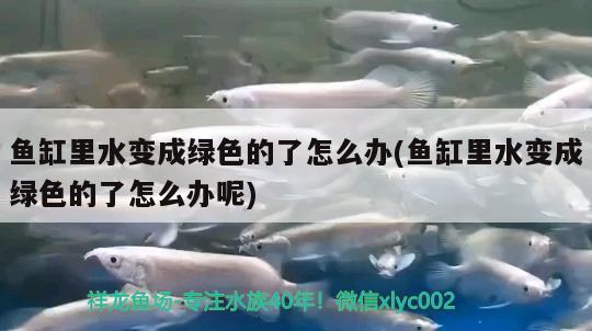 魚缸里水變成綠色的了怎么辦(魚缸里水變成綠色的了怎么辦呢)