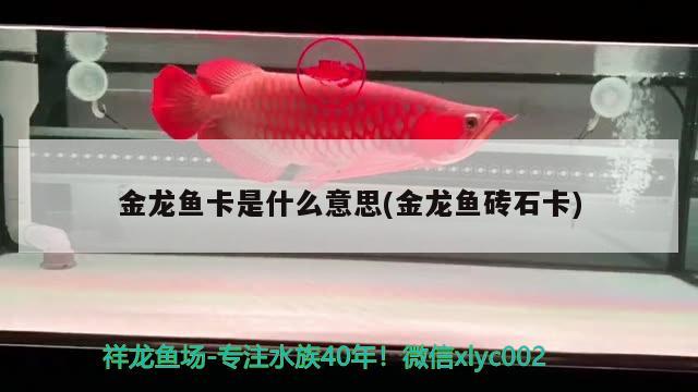 金龍魚卡是什么意思(金龍魚磚石卡) 金頭過背金龍魚