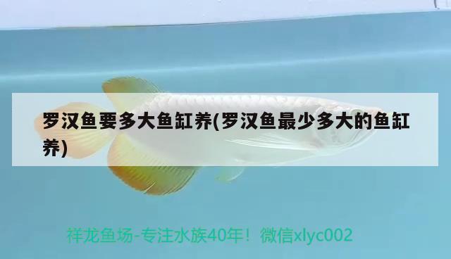 羅漢魚要多大魚缸養(yǎng)(羅漢魚最少多大的魚缸養(yǎng)) 羅漢魚