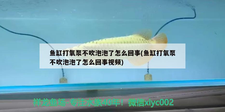 魚缸打氧泵不吹泡泡了怎么回事(魚缸打氧泵不吹泡泡了怎么回事視頻) 三間鼠魚苗