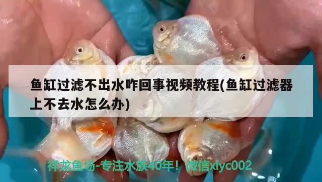 魚缸過濾不出水咋回事視頻教程(魚缸過濾器上不去水怎么辦) 撒旦鴨嘴魚 第2張