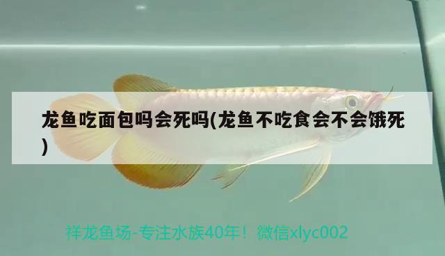 龍魚吃面包嗎會(huì)死嗎(龍魚不吃食會(huì)不會(huì)餓死)