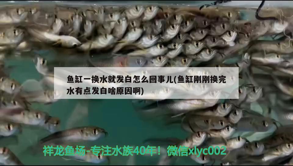 魚缸一換水就發(fā)白怎么回事兒(魚缸剛剛換完水有點(diǎn)發(fā)白啥原因啊) 玫瑰銀版魚