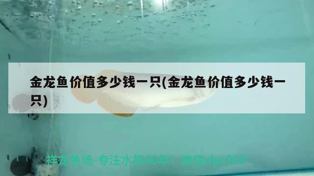 金龍魚價(jià)值多少錢一只(金龍魚價(jià)值多少錢一只)