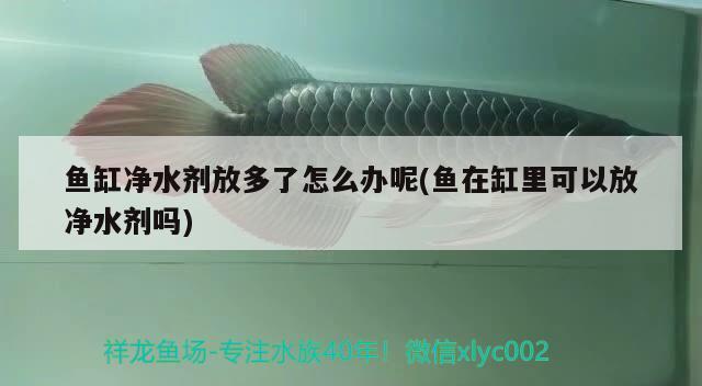 魚缸凈水劑放多了怎么辦呢(魚在缸里可以放凈水劑嗎) 七紋巨鯉魚