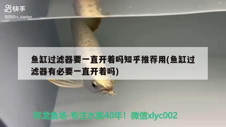 魚缸過濾器要一直開著嗎知乎推薦用(魚缸過濾器有必要一直開著嗎) 金老虎魚