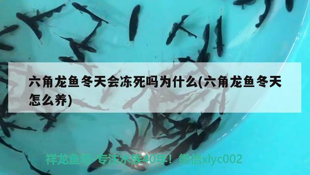 六角龍魚冬天會凍死嗎為什么(六角龍魚冬天怎么養(yǎng))