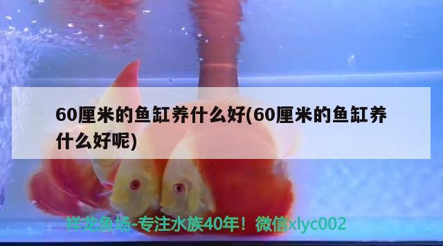 60厘米的魚缸養(yǎng)什么好(60厘米的魚缸養(yǎng)什么好呢) 純血皇冠黑白魟魚