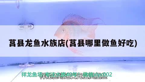 莒縣龍魚水族店(莒縣哪里做魚好吃) 巨骨舌魚