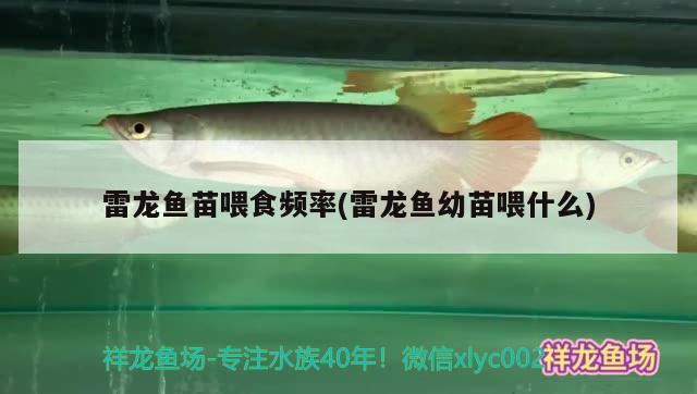 雷龍魚苗喂食頻率(雷龍魚幼苗喂什么)