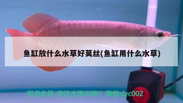 魚缸放什么水草好莫絲(魚缸用什么水草)