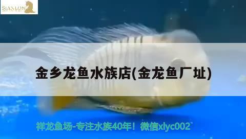 金鄉(xiāng)龍魚水族店(金龍魚廠址) 黑白雙星