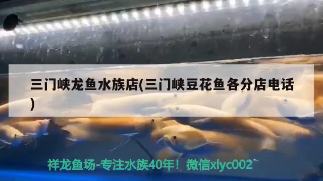 三門峽龍魚水族店(三門峽豆花魚各分店電話) 巨骨舌魚