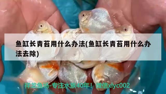 魚(yú)缸長(zhǎng)青苔用什么辦法(魚(yú)缸長(zhǎng)青苔用什么辦法去除) 薩伊藍(lán)魚(yú)