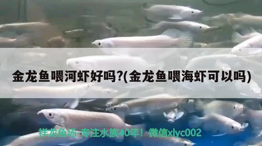 金龍魚喂河蝦好嗎?(金龍魚喂海蝦可以嗎) 白子銀龍苗（黃化銀龍苗）