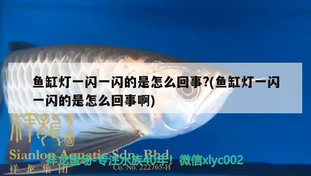 魚(yú)缸燈一閃一閃的是怎么回事?(魚(yú)缸燈一閃一閃的是怎么回事啊) 祥龍進(jìn)口元寶鳳凰魚(yú)