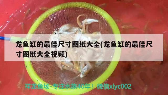 龍魚缸的最佳尺寸圖紙大全(龍魚缸的最佳尺寸圖紙大全視頻) 魚缸百科