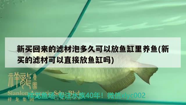 新買回來的濾材泡多久可以放魚缸里養(yǎng)魚(新買的濾材可以直接放魚缸嗎) 紅龍專用魚糧飼料