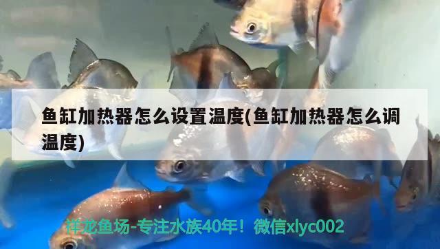 魚缸加熱器怎么設(shè)置溫度(魚缸加熱器怎么調(diào)溫度)