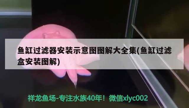 魚缸過濾器安裝示意圖圖解大全集(魚缸過濾盒安裝圖解) 黃金斑馬魚