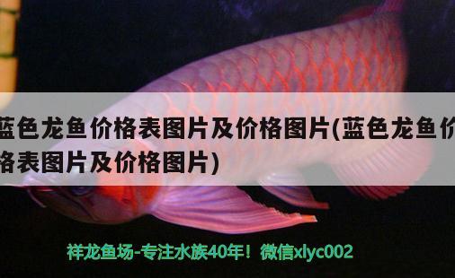 藍(lán)色龍魚(yú)價(jià)格表圖片及價(jià)格圖片(藍(lán)色龍魚(yú)價(jià)格表圖片及價(jià)格圖片)