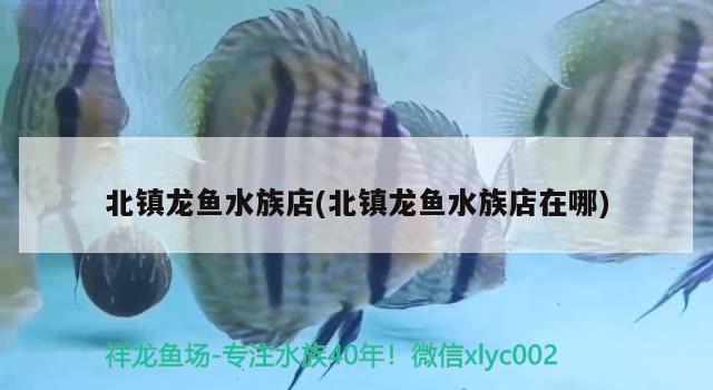 北鎮(zhèn)龍魚水族店(北鎮(zhèn)龍魚水族店在哪) ?；?異型虎魚/純色虎魚