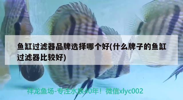 魚缸過濾器品牌選擇哪個(gè)好(什么牌子的魚缸過濾器比較好)