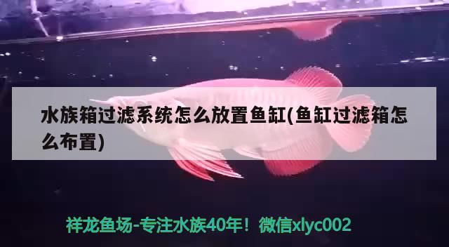 水族箱過濾系統(tǒng)怎么放置魚缸(魚缸過濾箱怎么布置)