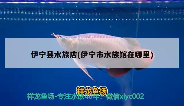 伊寧縣水族店(伊寧市水族館在哪里)