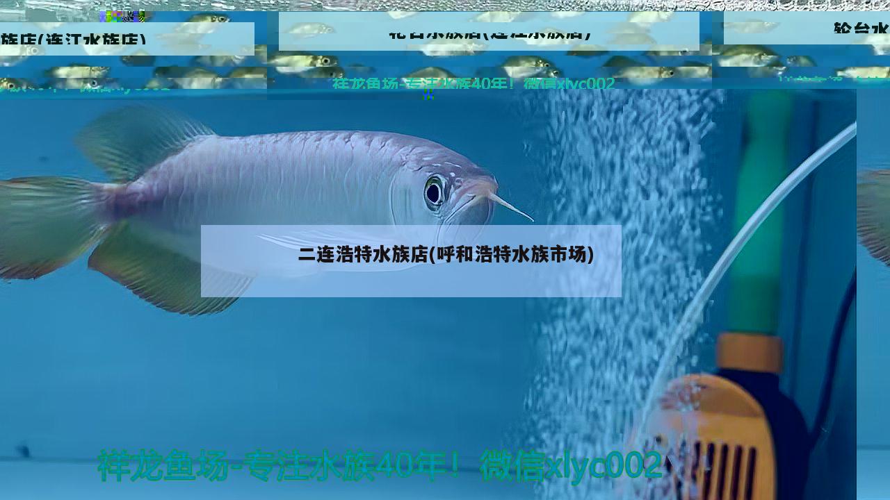 二連浩特水族店(呼和浩特水族市場(chǎng)) 南美異型魚(yú)