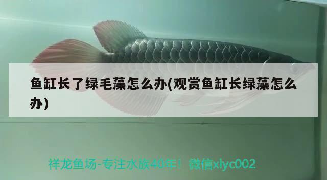 魚缸長了綠毛藻怎么辦(觀賞魚缸長綠藻怎么辦)