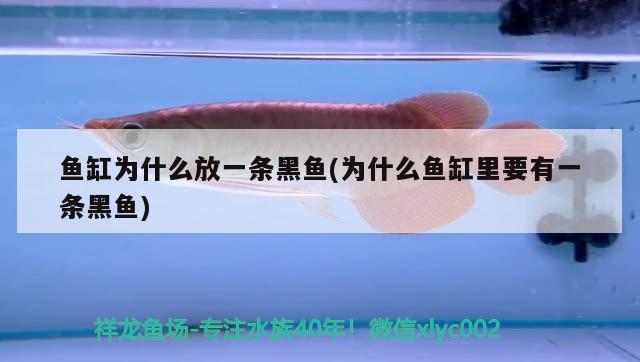 魚缸為什么放一條黑魚(為什么魚缸里要有一條黑魚)