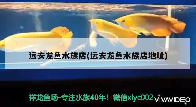 遠(yuǎn)安龍魚水族店(遠(yuǎn)安龍魚水族店地址) 魚糧魚藥