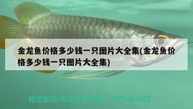 金龍魚價格多少錢一只圖片大全集(金龍魚價格多少錢一只圖片大全集) 泰龐海鰱魚