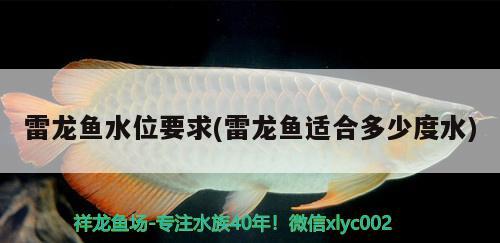 雷龍魚水位要求(雷龍魚適合多少度水) 廣州祥龍國際水族貿(mào)易 第1張