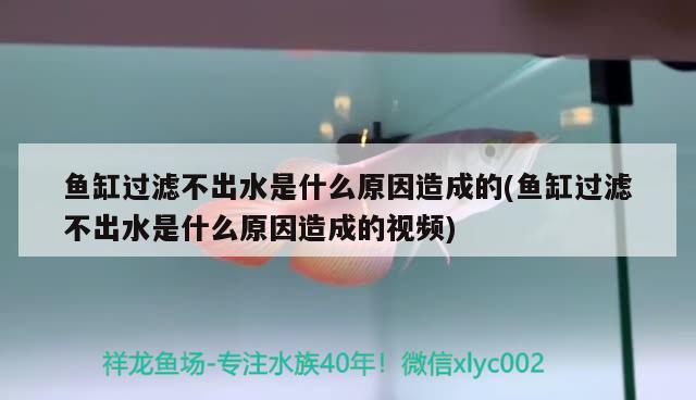 魚缸過濾不出水是什么原因造成的(魚缸過濾不出水是什么原因造成的視頻) 短身紅龍魚