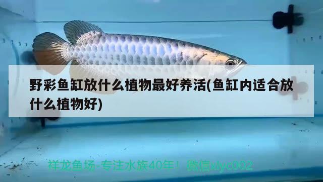 野彩魚缸放什么植物最好養(yǎng)活(魚缸內適合放什么植物好) 野彩魚