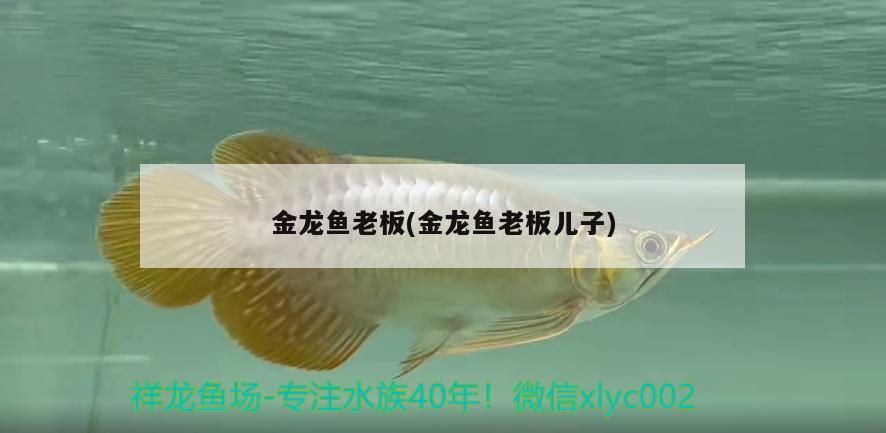 金龍魚(yú)老板(金龍魚(yú)老板兒子)