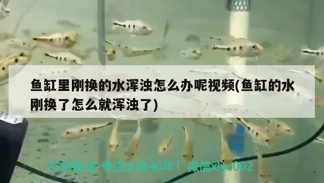 魚缸里剛換的水渾濁怎么辦呢視頻(魚缸的水剛換了怎么就渾濁了) 白子關(guān)刀魚苗