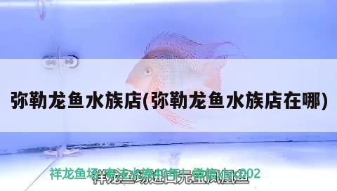 彌勒龍魚水族店(彌勒龍魚水族店在哪) 三色錦鯉魚