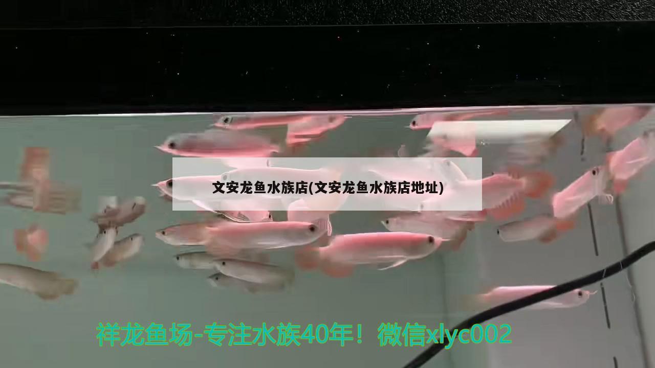 文安龍魚水族店(文安龍魚水族店地址)