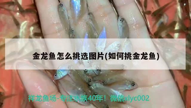 金龍魚怎么挑選圖片(如何挑金龍魚)